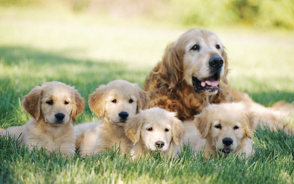 dogs-golden-retriver-puppies-dog-pc-photos-1680x1050
