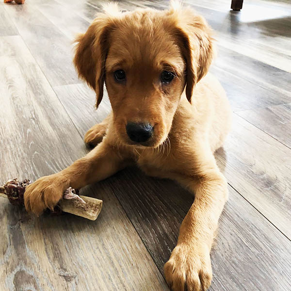 Platte River Retriever puppies playing