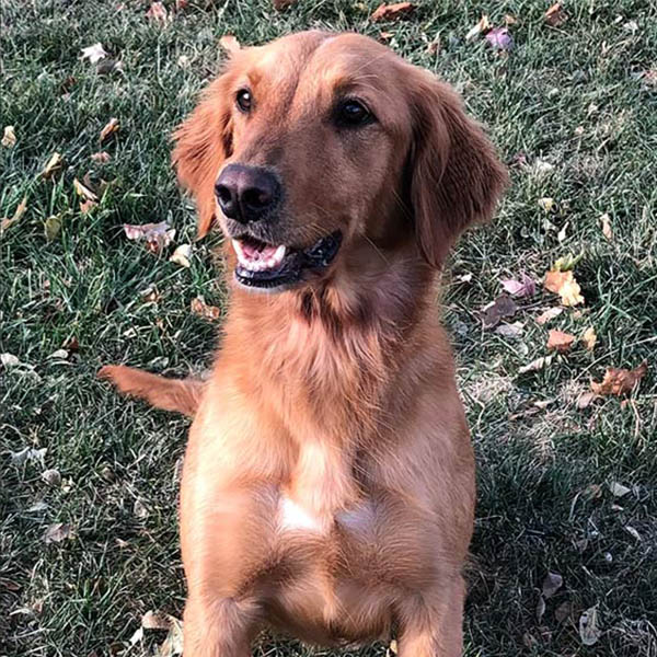 Red river best sale valley retrievers