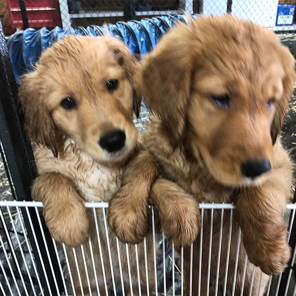 field golden retriever puppies