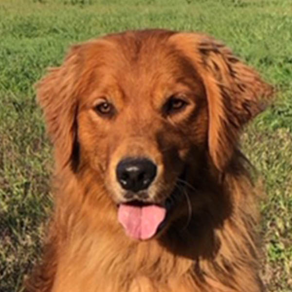 Meet Our Male Field Golden Retrievers