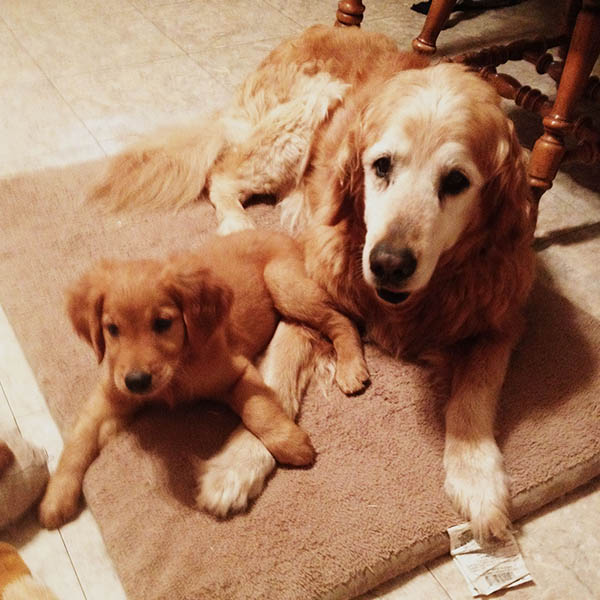 old Golden with little puppy