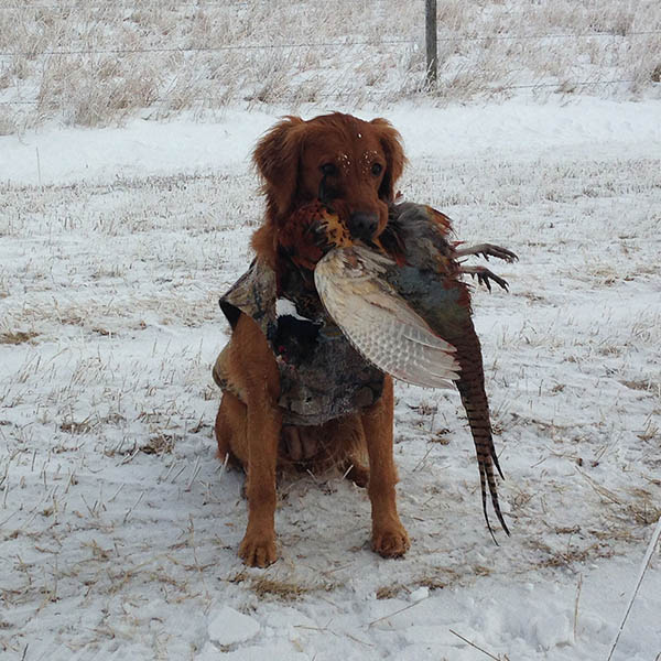 June, Platte River Golden Retriever, with rooster after hunting in the winter